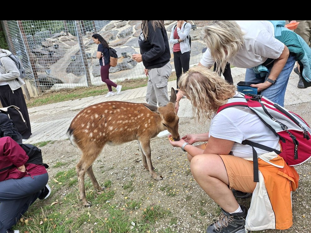 einige Frauen füttern Sika Wild