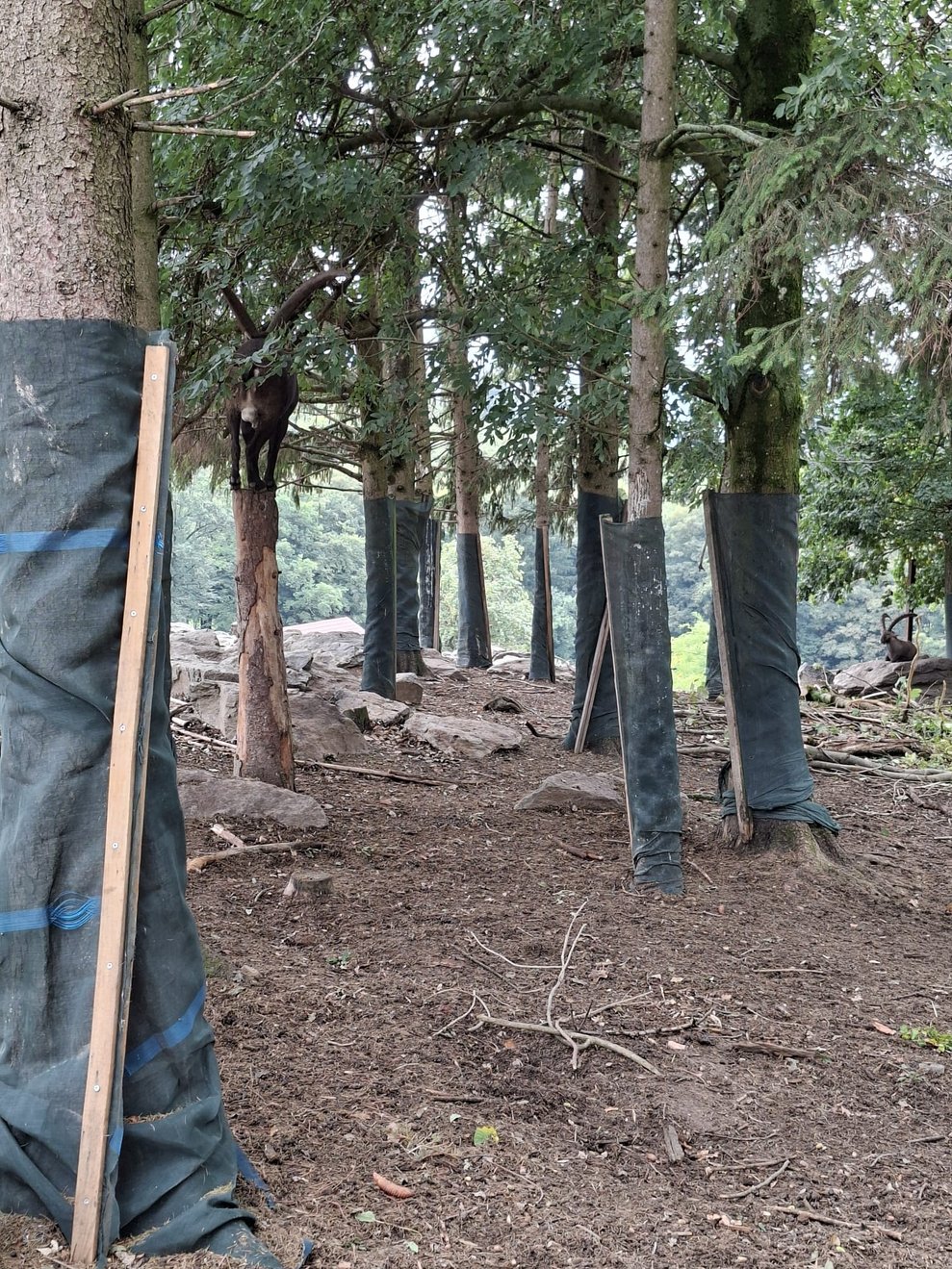 ein Steinbock balanciert im Baum