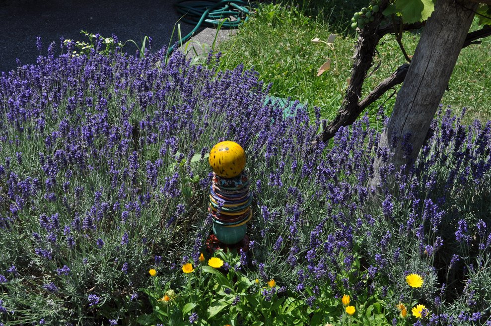 Lavendlblüten