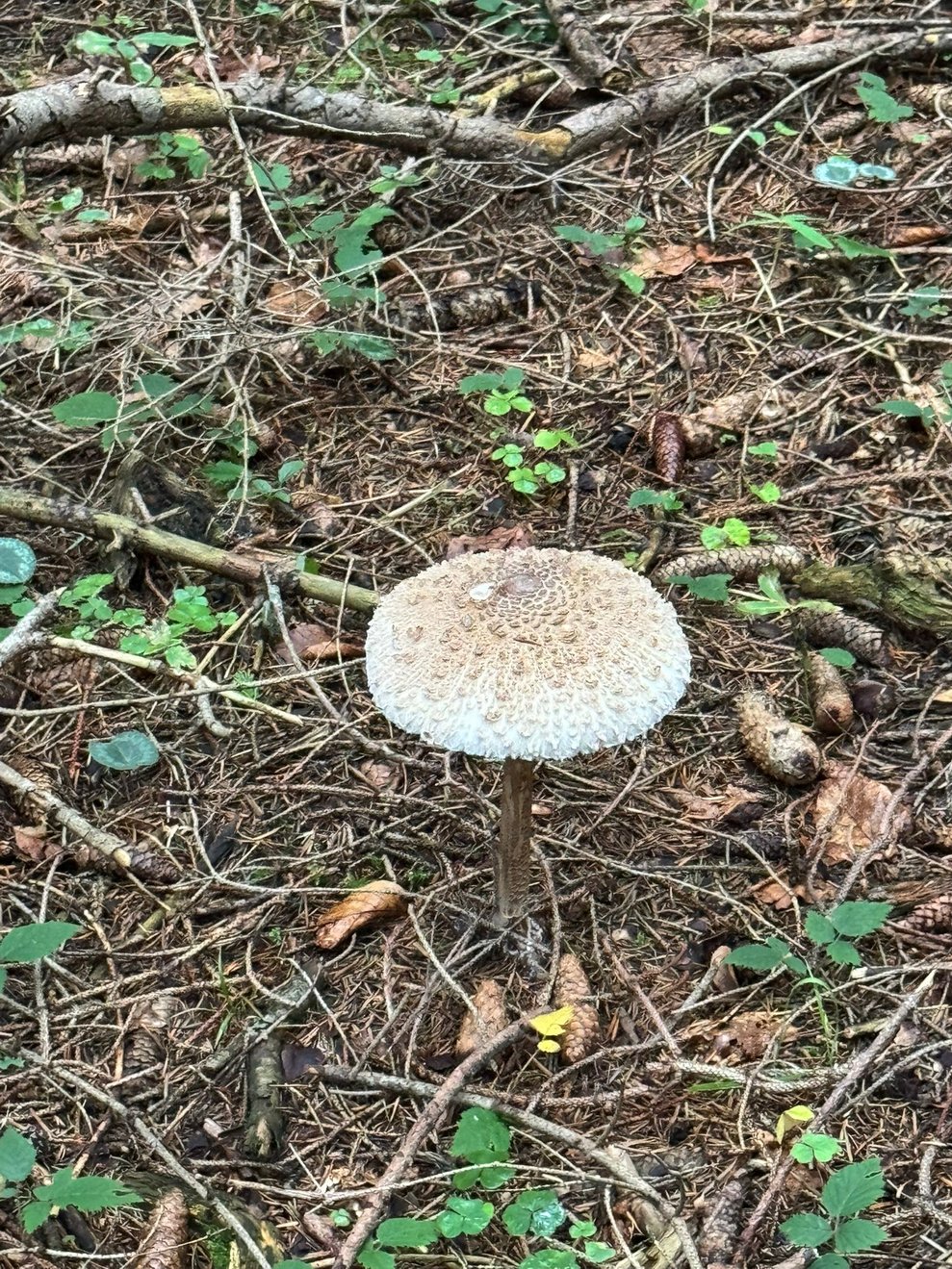 Ein Bild von einem Pilz.