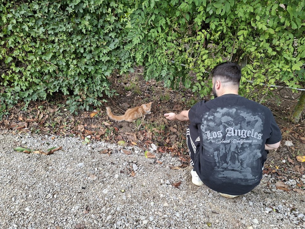 ein Mann hält die Hand hin um eine kleine Katze anzulocken