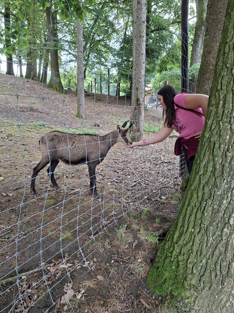 eine Frau füttert eine Gämse