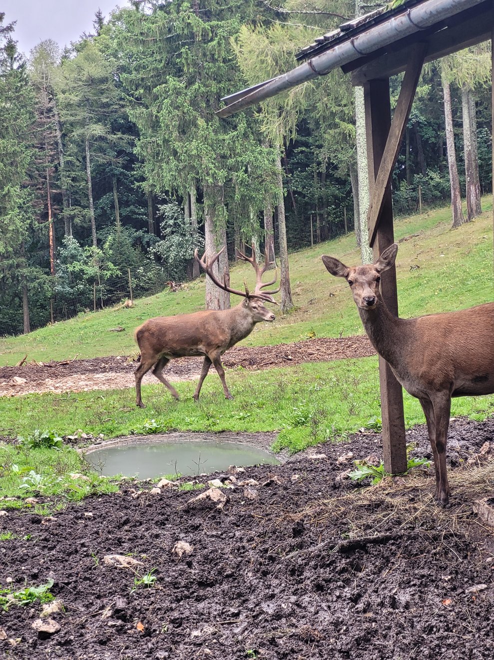 2 Hirsche im Gehege des Naturparks.