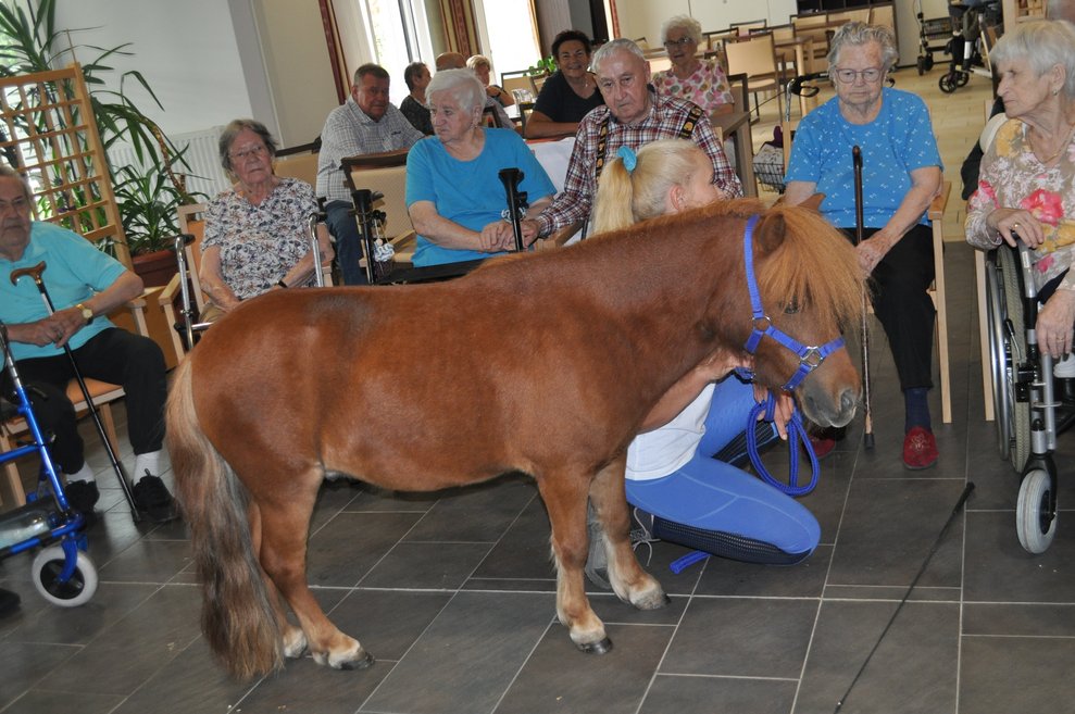 Ein Pony im Kreis von mehreren alten Personen