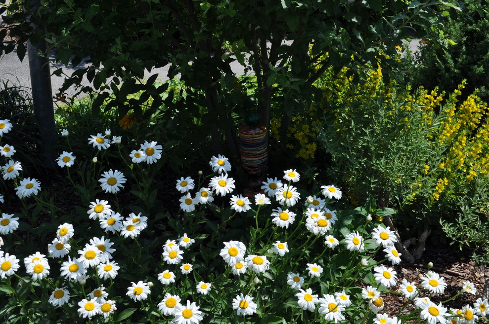 Margheriten im Garten