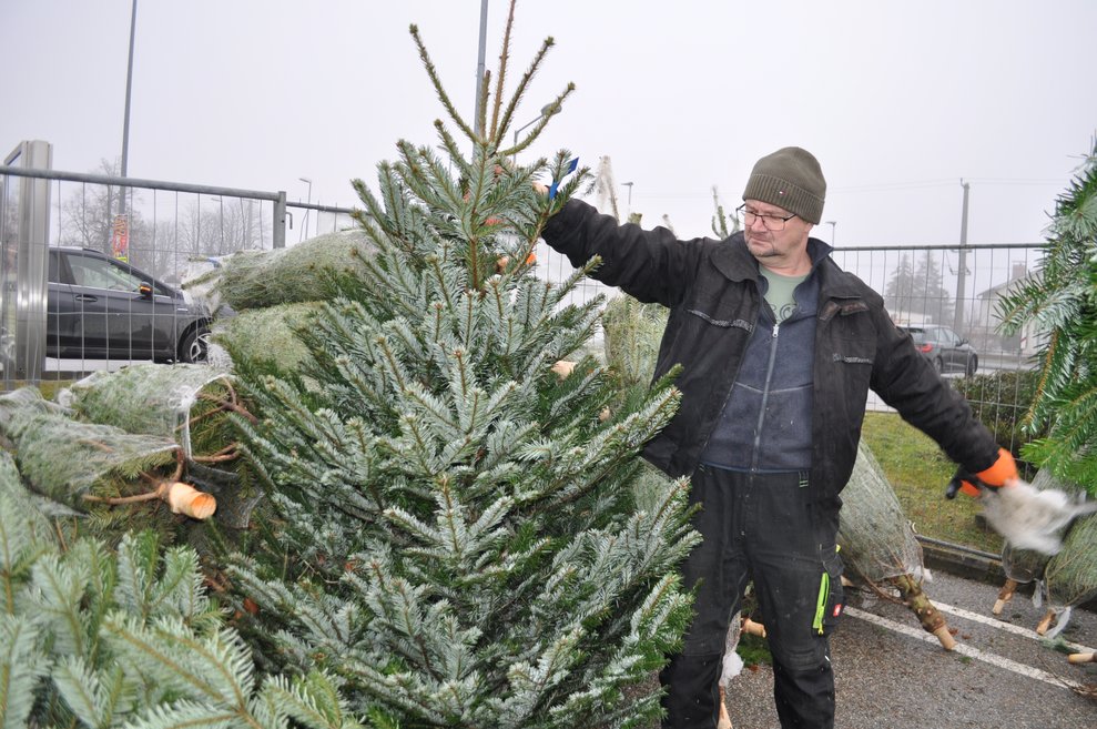 ein Herr zeigt einen Christbaum beim Christbaumverkaufsstand