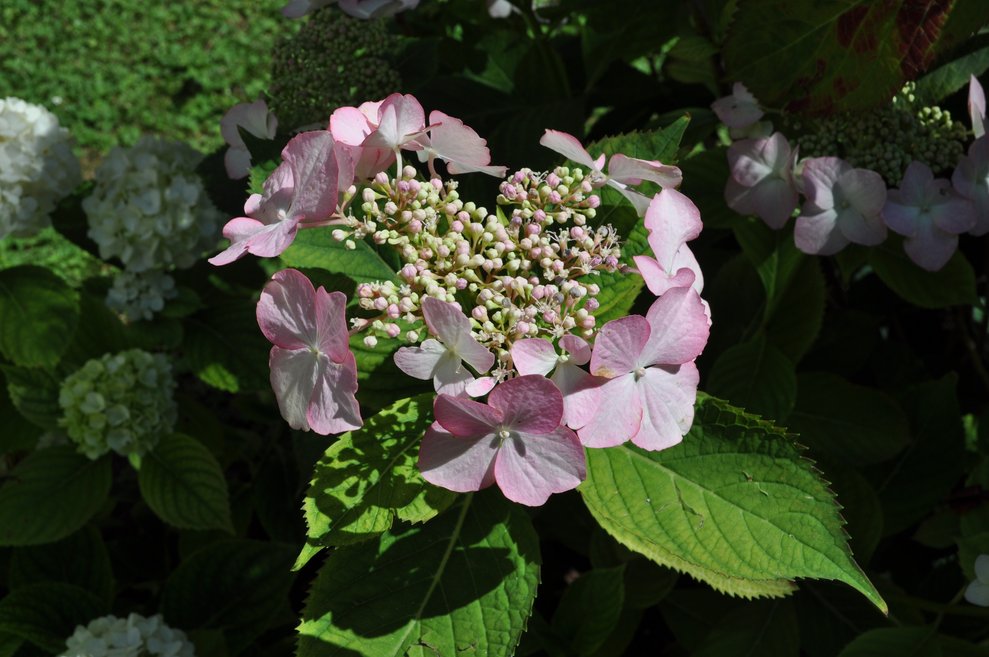 eine rosa Blüte