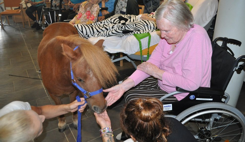 eine ältere Frau streichelt ein Pferd, das an der Leine mit einer Trainerin gehteine ältere Frau streichelt ein Pferd, das an der Leine mit einer Trainerin geht