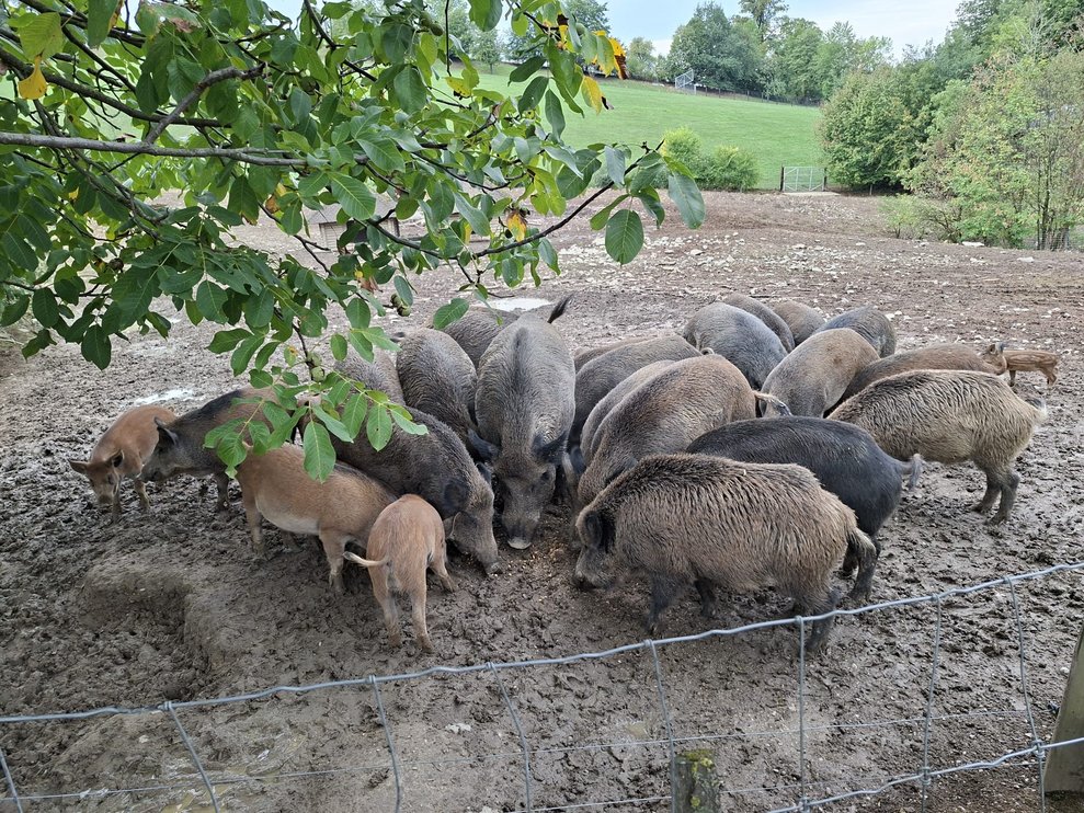 Wildschweine bei der Fütterung