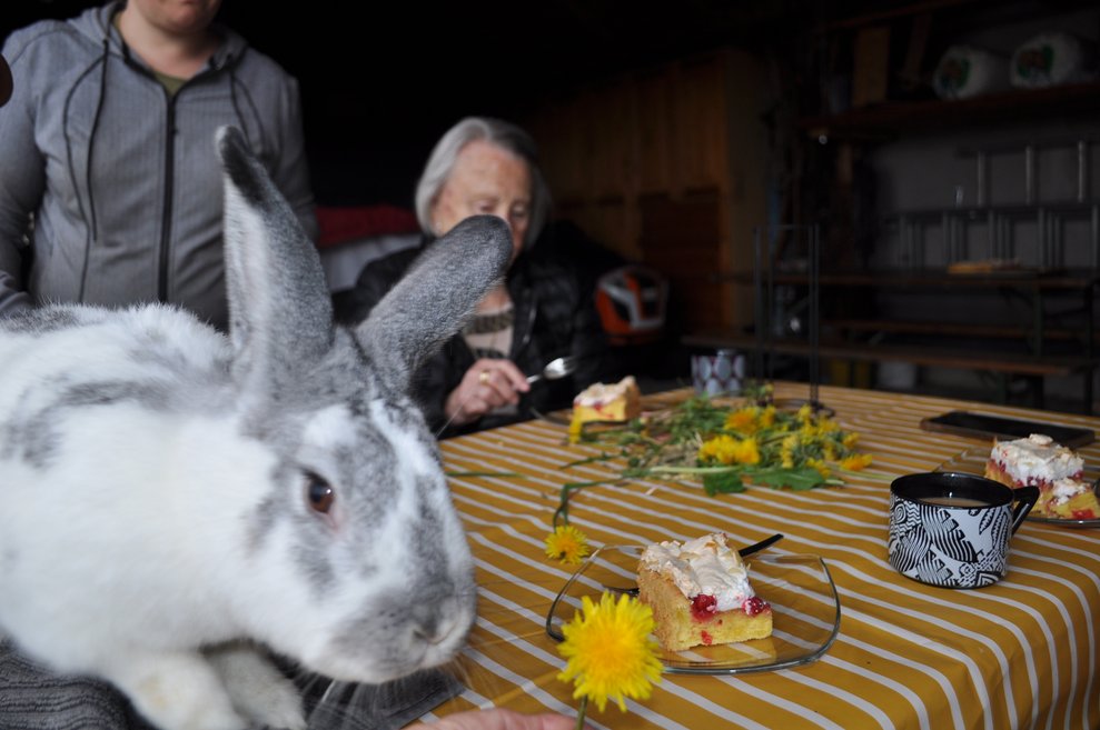 ein Hase sitzt am Tisch und schnüffelt an einem Löwenzahn