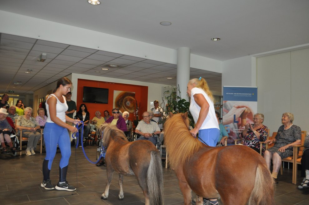 Zwei Pony im Kreis von mehreren alten Personen