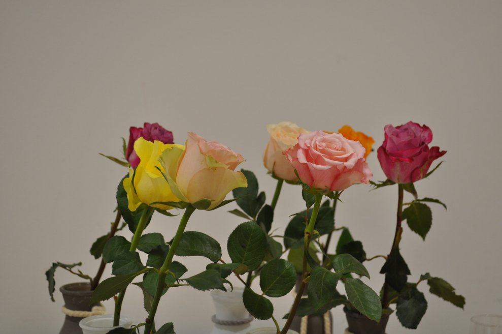 verschieden farbige Rosen einzeln in Vasen