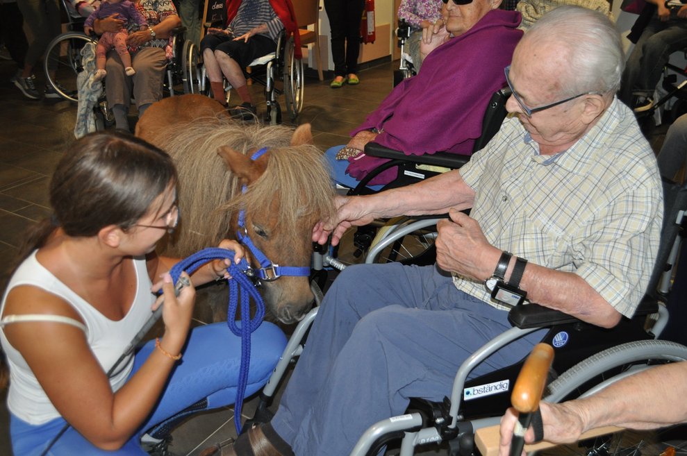 ein älterer Herr streichelt ein Pferd, das an der Leine mit einer Trainerin geht