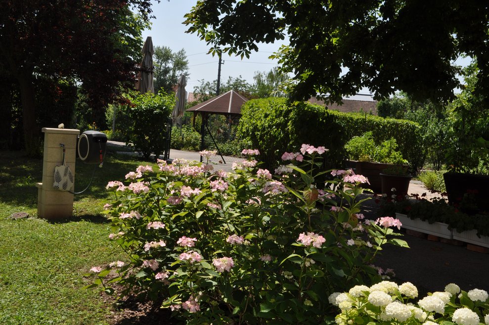 ein rosa blühender Strauch im Garten