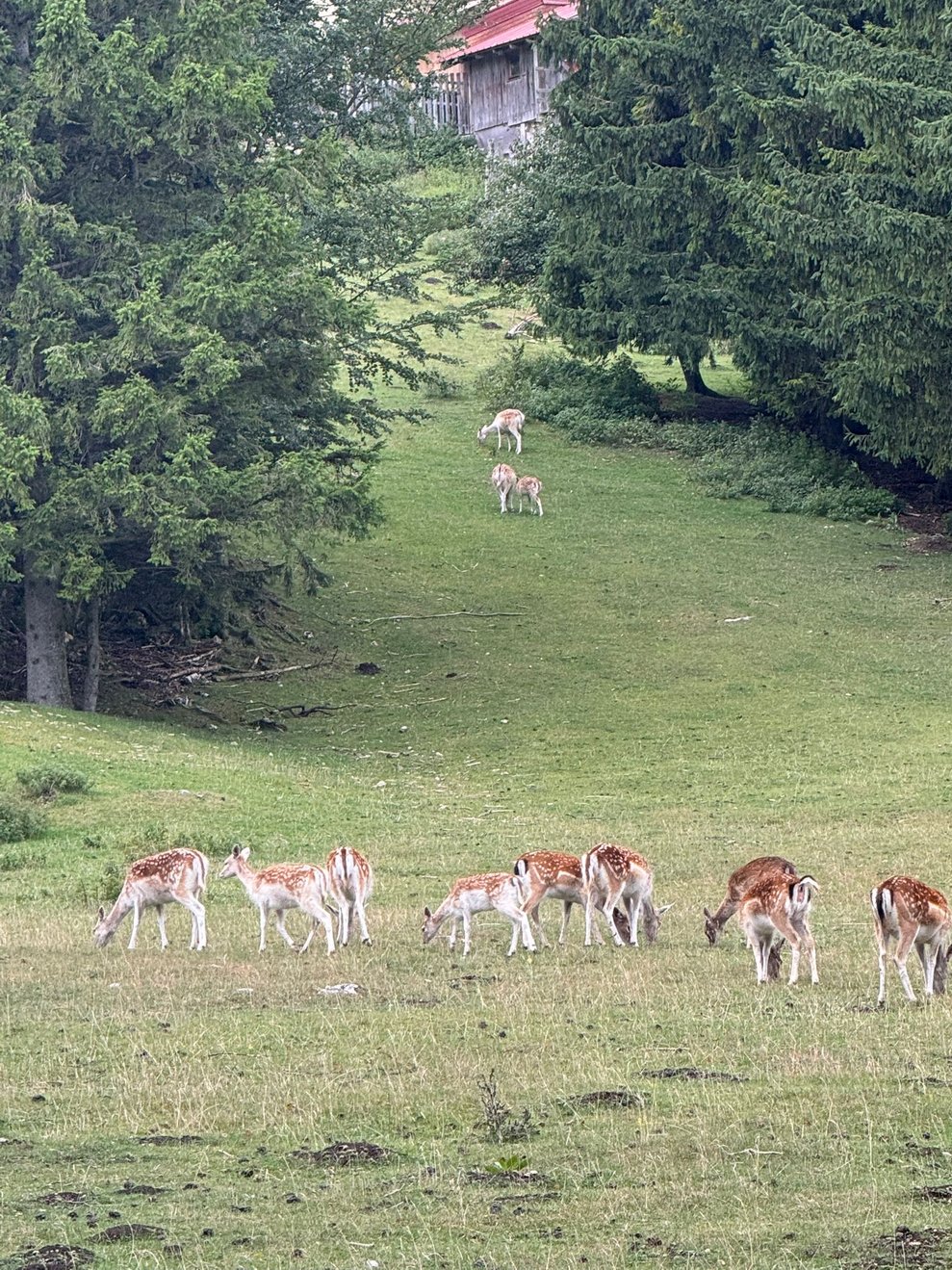 Gehege mit Sikawild im Naturpark.