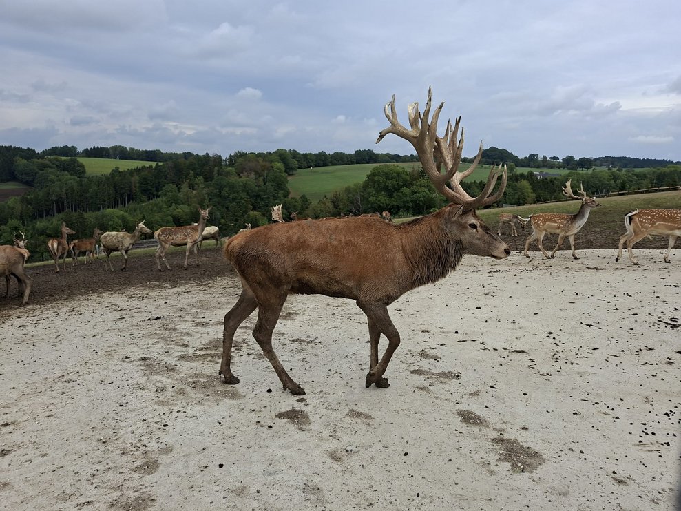 ein großer Rothirsch