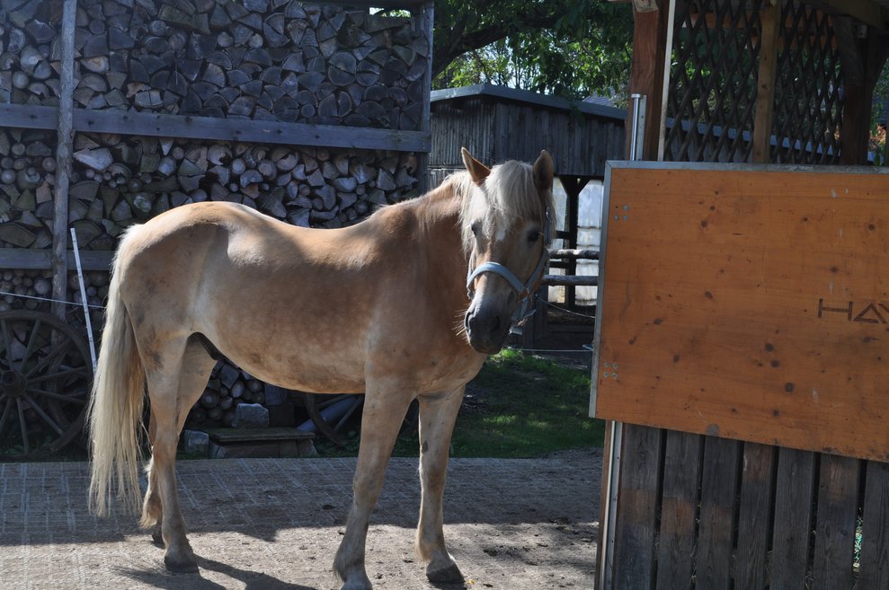 ein Pferd steht vor einer Box im Freien