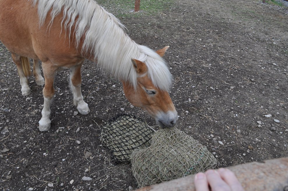 ein Pferd frisst Heu aus einem Heusack