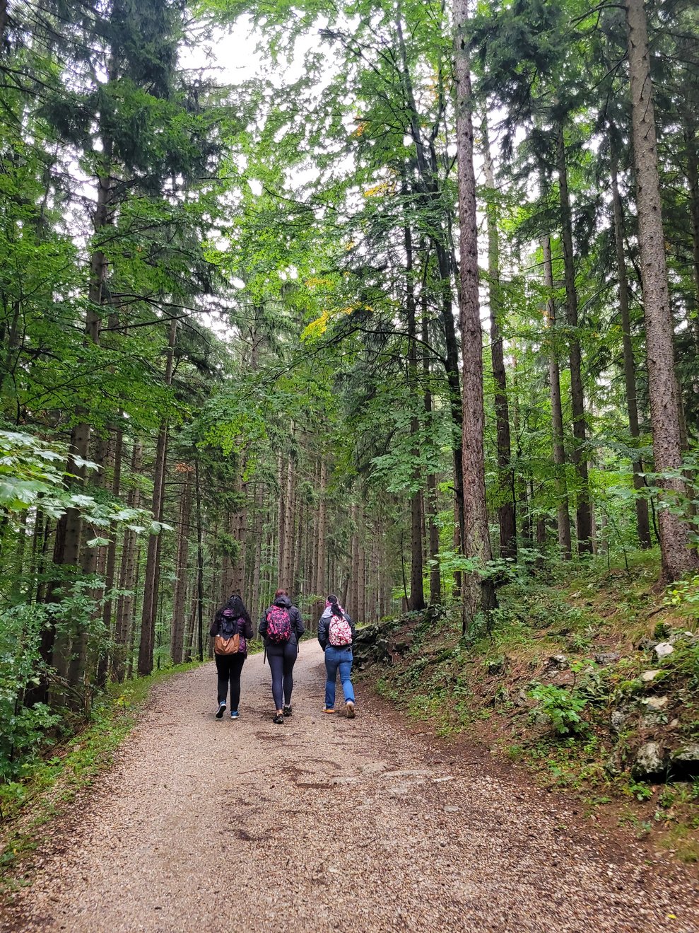3 Personen wandern durch den Naturpark, umgeben von Bäumen.