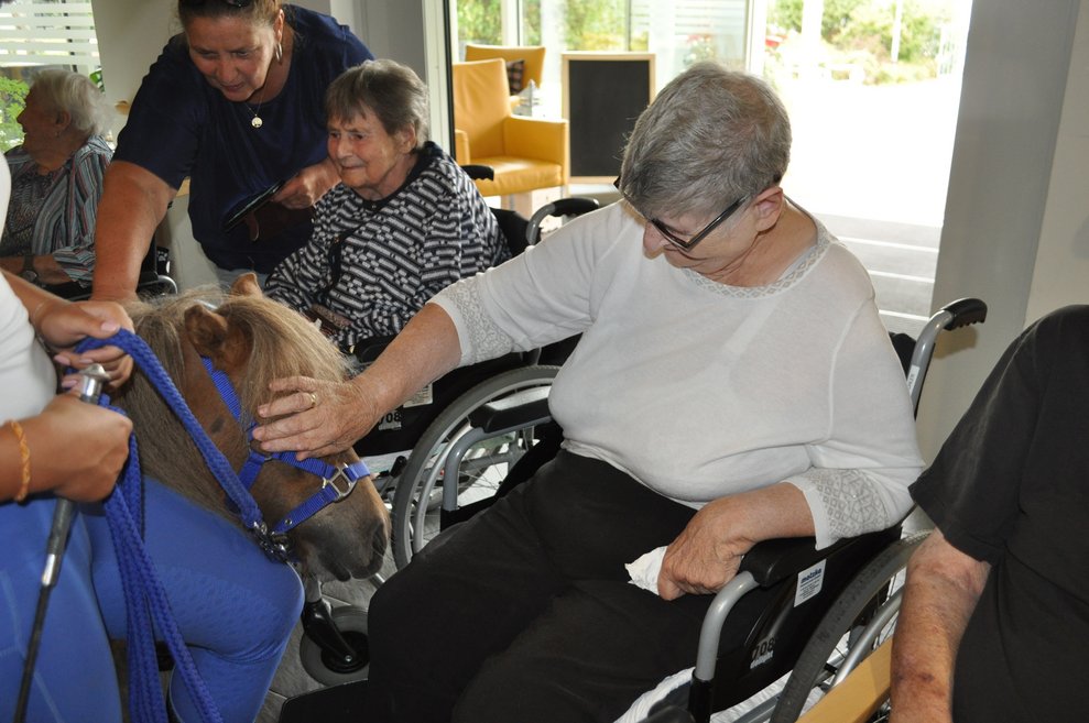 eine ältere Frau streichelt ein Pferd, das an der Leine mit einer Trainerin gehteine ältere Frau streichelt ein Pferd, das an der Leine mit einer Trainerin geht