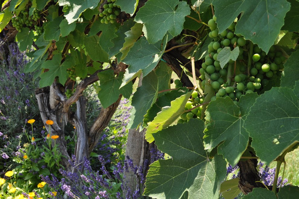 Weintrauben an der Rebe im Garten